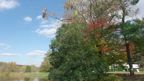 Trees changing color by the lake in early autumn Stock Footage 283503376