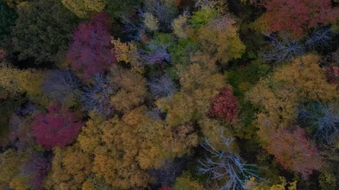 Trees changing colors during fall (colorful foliage) drone shot at dusk (lake Video stock 255407845