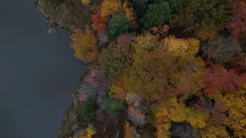 Trees changing colors during fall (colorful foliage) drone shot at dusk (lake Video stock 255407850