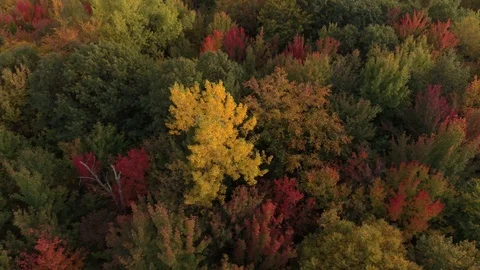 Trees changing colors halfway display various tones filmed by a drone Stock Footage 119184435