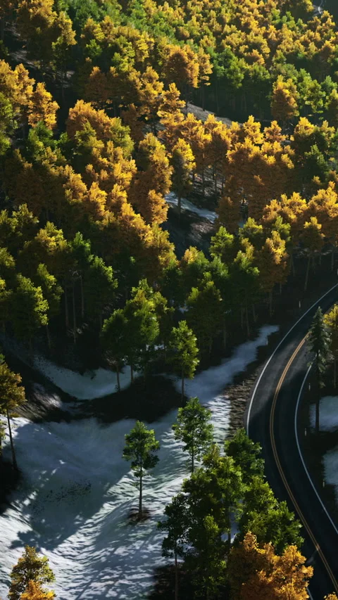 Trees with changing colors next to a winding road in a natural setting Stock Footage 342344236