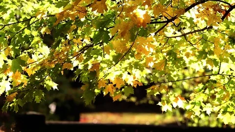 Tree's changing leaves blowing in the wind Stock Footage 99118534