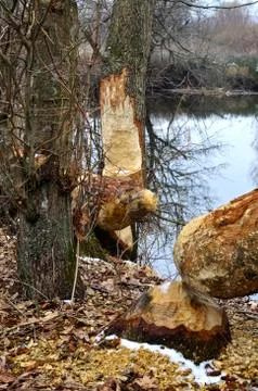 Trees chewed by beavers Stock Photos