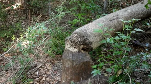 Trees chewed down by beavers near a river Stock Footage 8647394
