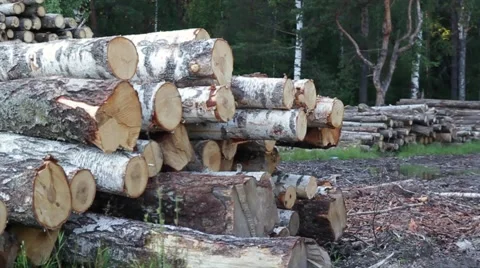 Trees chopped and stacked Video stock 66002469