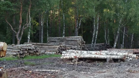 Trees chopped and stacked Stock Footage 66002484