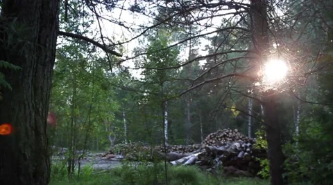 Trees chopped and stacked Video stock 66002534