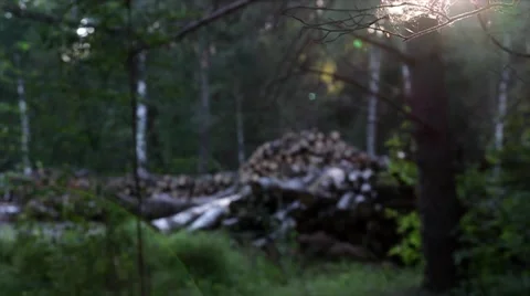 Trees chopped and stacked Video stock 66002710