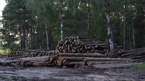 Trees chopped and stacked Video stock 66002758