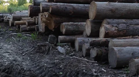 Trees chopped and stacked Video stock 66002773