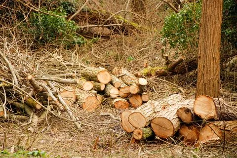 Trees chopped down to timber piles Stock-Fotos