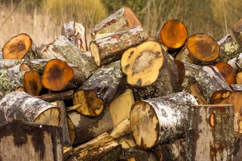 Trees chopped by logs. close-up Stock Photos