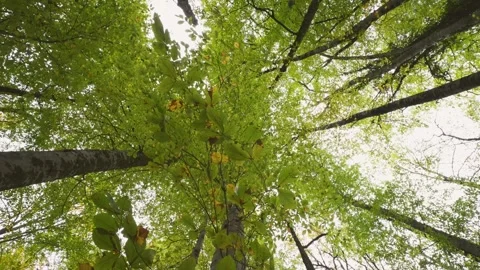 Trees-Cinematic Shot Vídeo Stock 336025744
