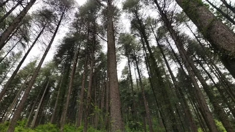 Trees circle around sky Vidéo 157682206