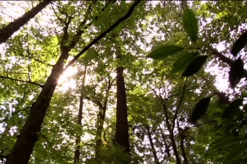 Trees circling Video stock 311579