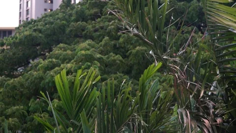 Trees In A City Stock Footage 104686897