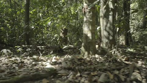 Trees in the city of macapá Stock Footage 151366738