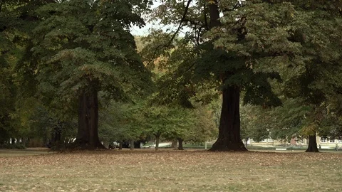 Trees in city park Stock Footage 100258302
