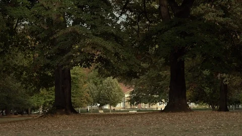 Trees in city park Video stock 100262987