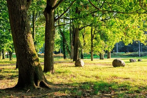 Trees in a city park in the light of the setting sun. Stock Photos