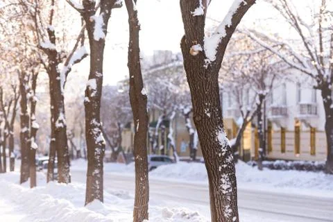 Trees in the city Stock Photos