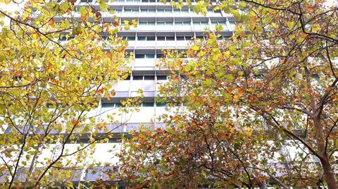 Trees in the city Stock Photos
