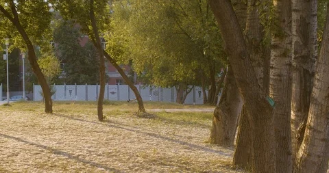 Trees in the city at sunset Video stock 109823100