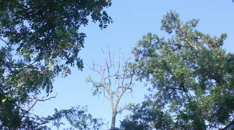 Trees with clean sky view Stock Footage 50587440