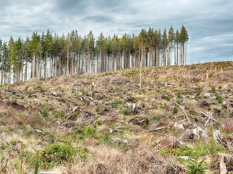Trees With Clear Cut Forest Slash And Stumps Stock Photos