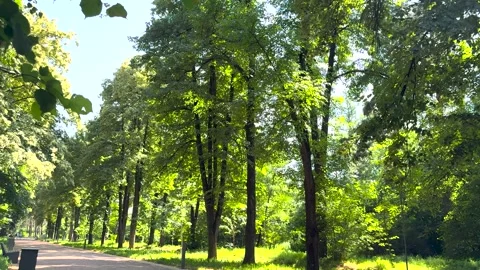 Trees on a clear day sway their branches in the wind on a clear day Stock Footage 280174479