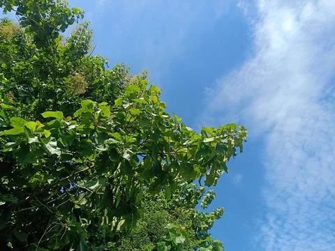 Trees with clear sky during the day Stock Photos