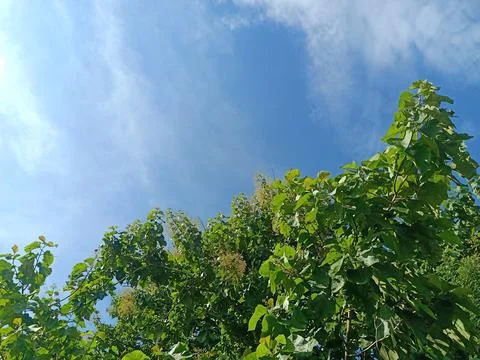 Trees with clear sky during the day Foto stock