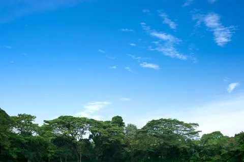 Trees on clear sky Foto stock