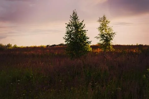 Trees in a clearing glade the sunset sky Stock Photos