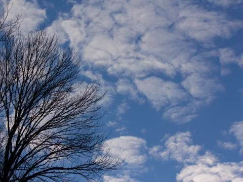 Trees with clearing winter sky Stock Photos