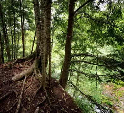 Trees on a cliff Foto stock