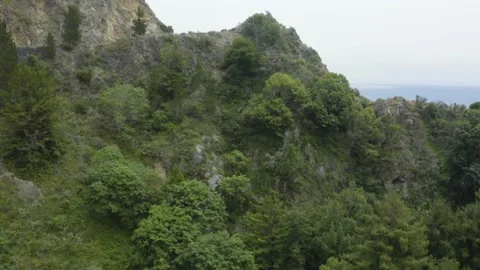 Trees off a cliff in the valley Stock Footage 155462788