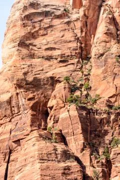 Trees on cliff in Zion Stock Photos