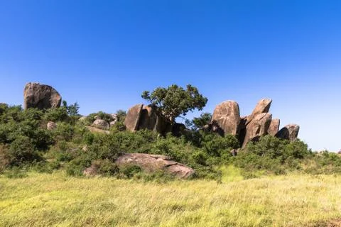 Trees on the cliffs and rocks in Serengeti. Tanzania, Africa Stock Photos