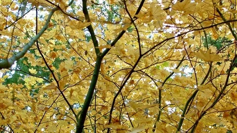 Trees up close Columbia River Gorge Oregon Fall Yellow Leaves Vine Maple 76 Stock Footage 81925542