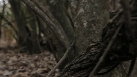 Trees close up Stock Footage 77053934