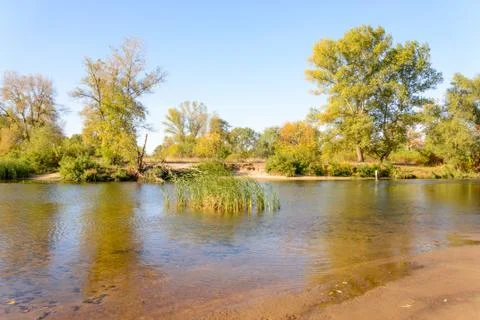 Trees close to the river Stockfoto's
