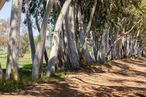 Trees Closeup Boundary Stock Photos