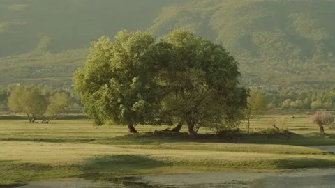 Trees Closeup Mountain Background Sunset 스톡 동영상 186978499