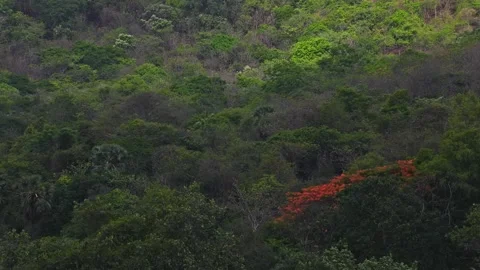 Trees Closeup with shadows cast by Moving Clouds Video stock 157380794