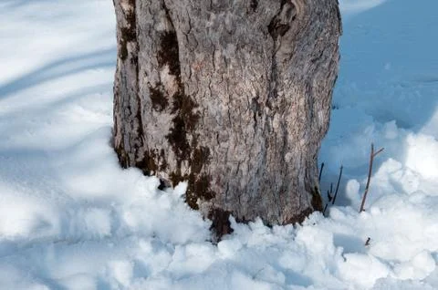 Trees closeup with the snow Stock Photos