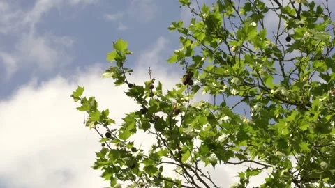 Trees with clouds 4K Stock Footage 142210436