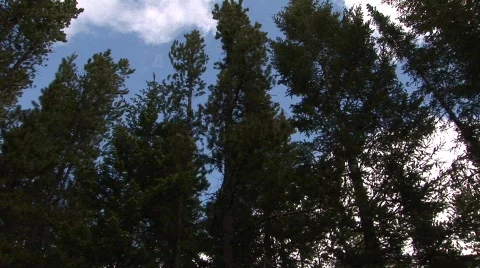 Trees &amp; Clouds 스톡 동영상 768899