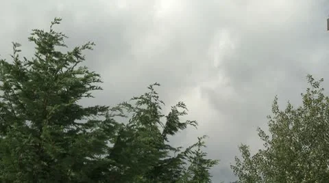Trees Clouds Video stock 8837825