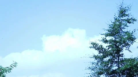 Trees with clouds 库存影片 34645323